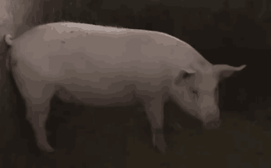 上市豬企2022年度數據出爐！“豬茅”收入破千億！養一頭豬最高虧1500元？