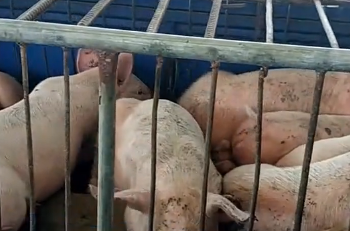 馮永輝：預計年后豬肉價格會在底部震蕩，短期內不會有大的改觀